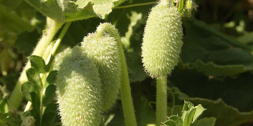 Acı Dülek Bitkisi Nedir, Acıdülek Faydaları kitabının kapağı